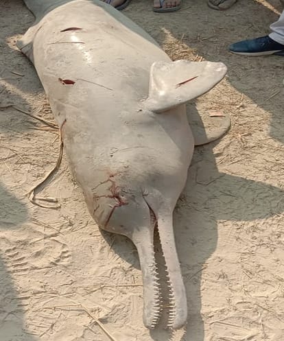 Villagers beaten to death by dolphins in Sharda tributary