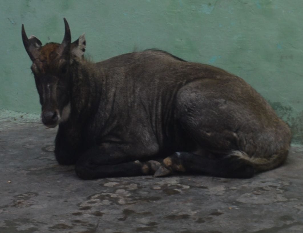 Hathras: Nilgai reached densely populated street in the city