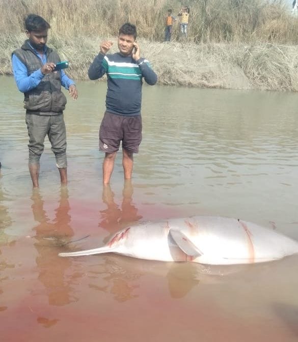 Dolphin beaten to death in Pratapgarh