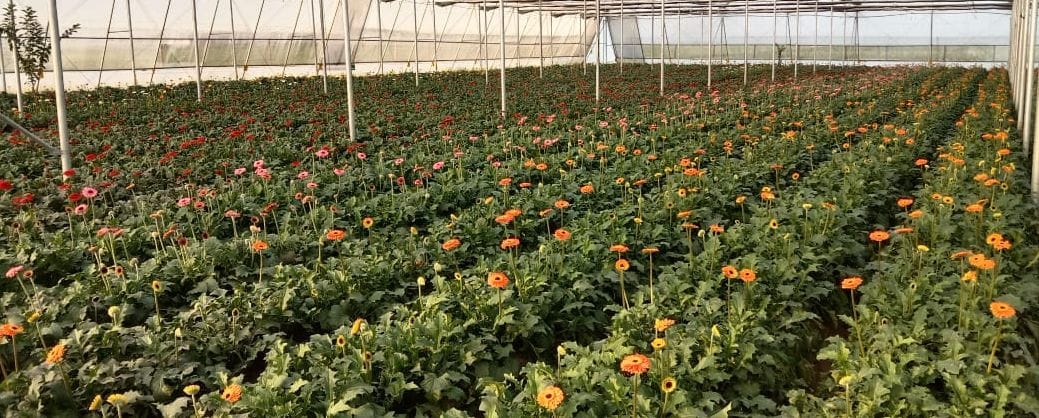 Pali house farmers opened the way to progress