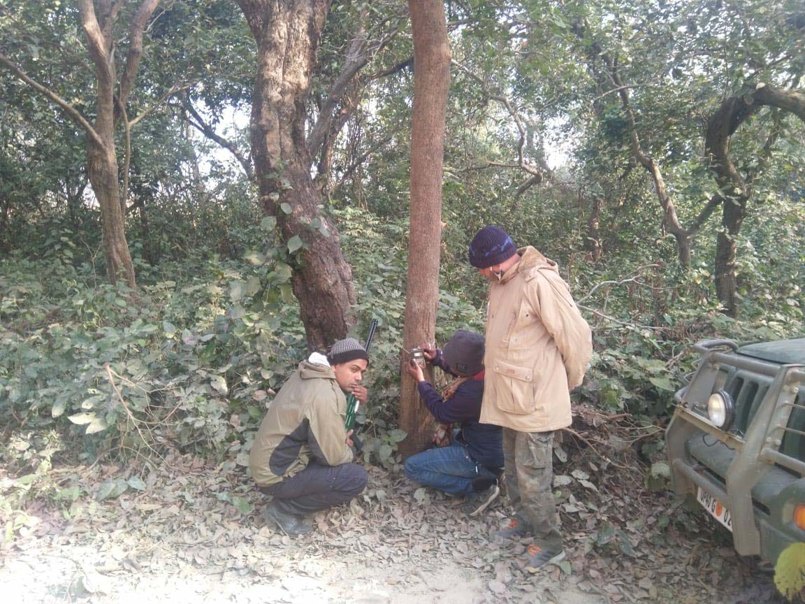 tiger search