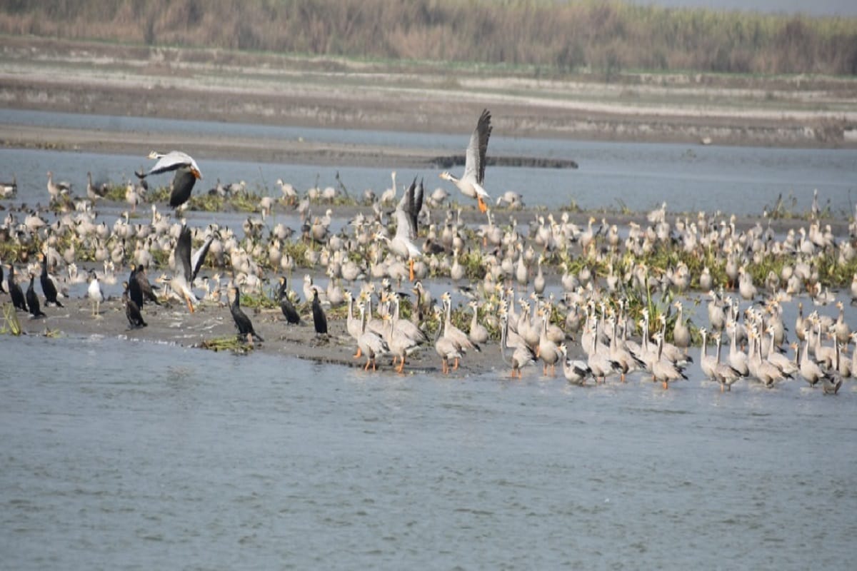 Hastinapur century is buzzing with guest birds, migratory birds are seen playing in the lakes