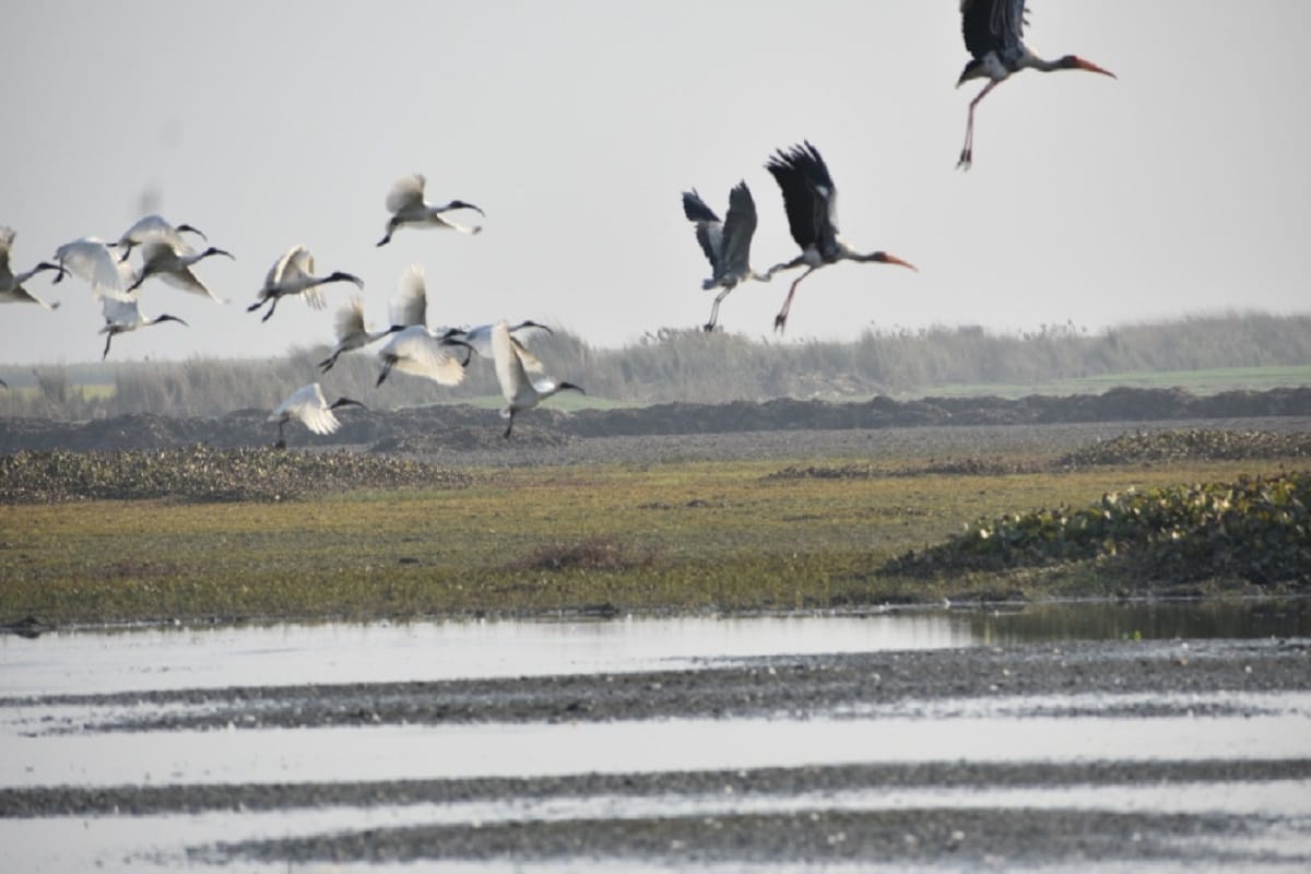 Tourists have reached Hastinapur to see migratory birds on the new year