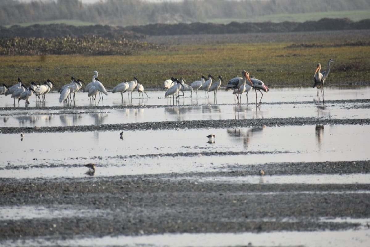 Tourists have reached Hastinapur to see migratory birds on the new year
