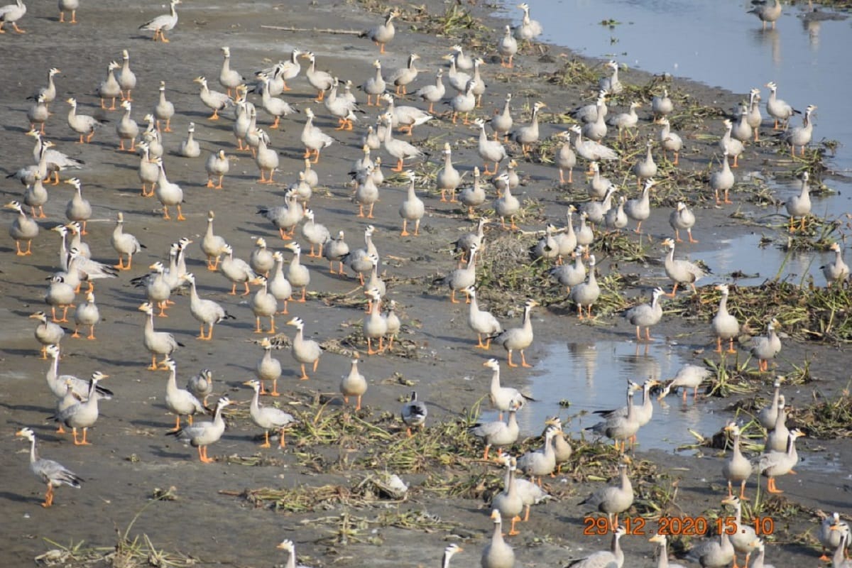 Hastinapur century is buzzing with guest birds, migratory birds are seen playing in the lakes