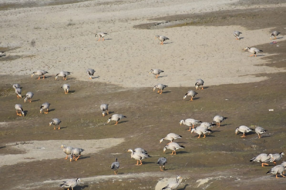 Tourists have reached Hastinapur to see migratory birds on the new year