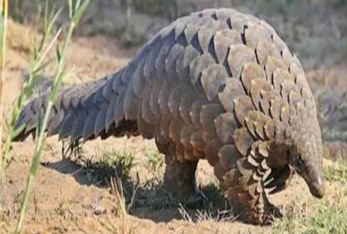 Maharashtra government big step, rare creature Pangolin will get safety cover