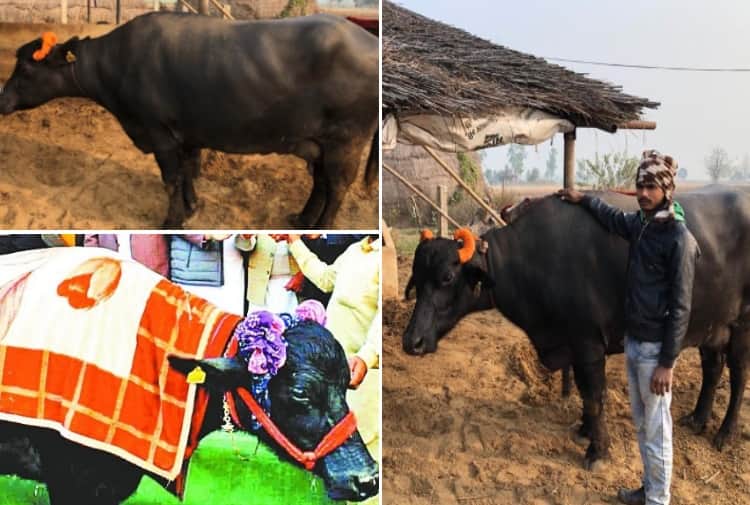 Story of Murrah Buffalo Saraswati of Ludhiana