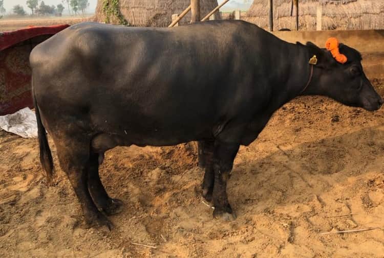 Story of Murrah Buffalo Saraswati of Ludhiana