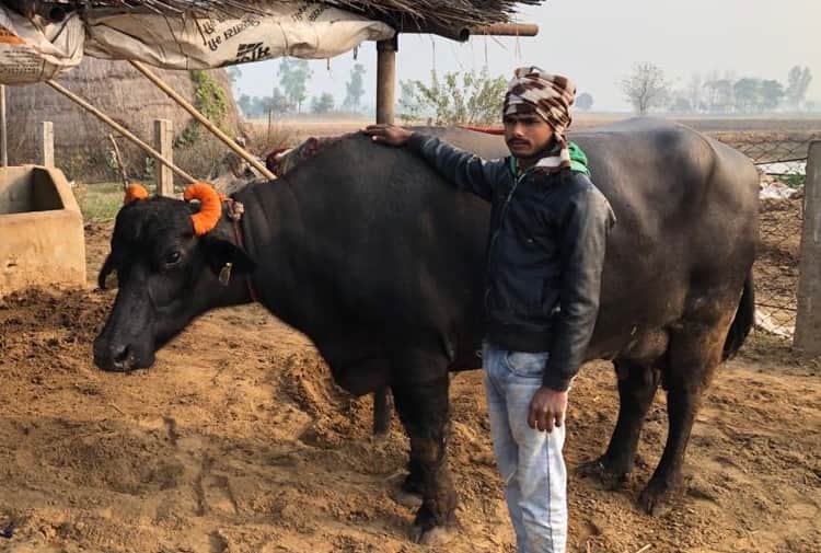 Story of Murrah Buffalo Saraswati of Ludhiana