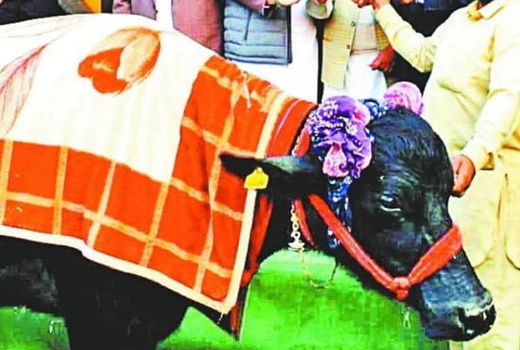 Story of Murrah Buffalo Saraswati of Ludhiana