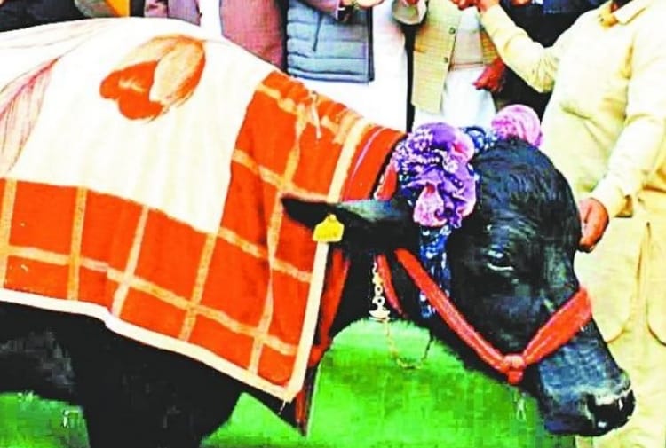 Story of Murrah Buffalo Saraswati of Ludhiana