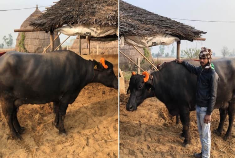 Story of Murrah Buffalo Saraswati of Ludhiana