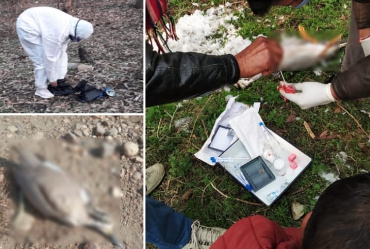 938 Migratory Birds Found Dead at Pong Dam Wetland