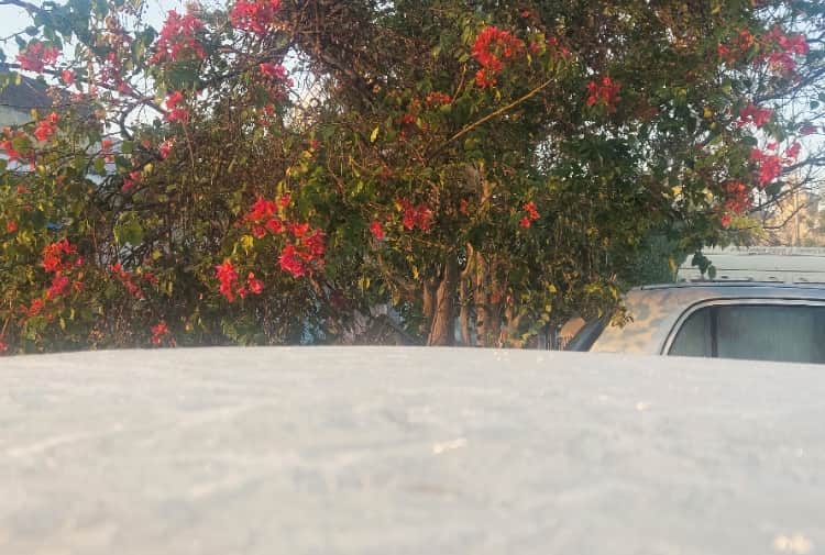 Punjab Weather Update: Bathinda records 0.2 Degree Celsius temperature