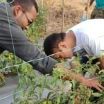 ms dhoni farm house: अपने फार्महाउस में मटर तोड़ते धोनी।