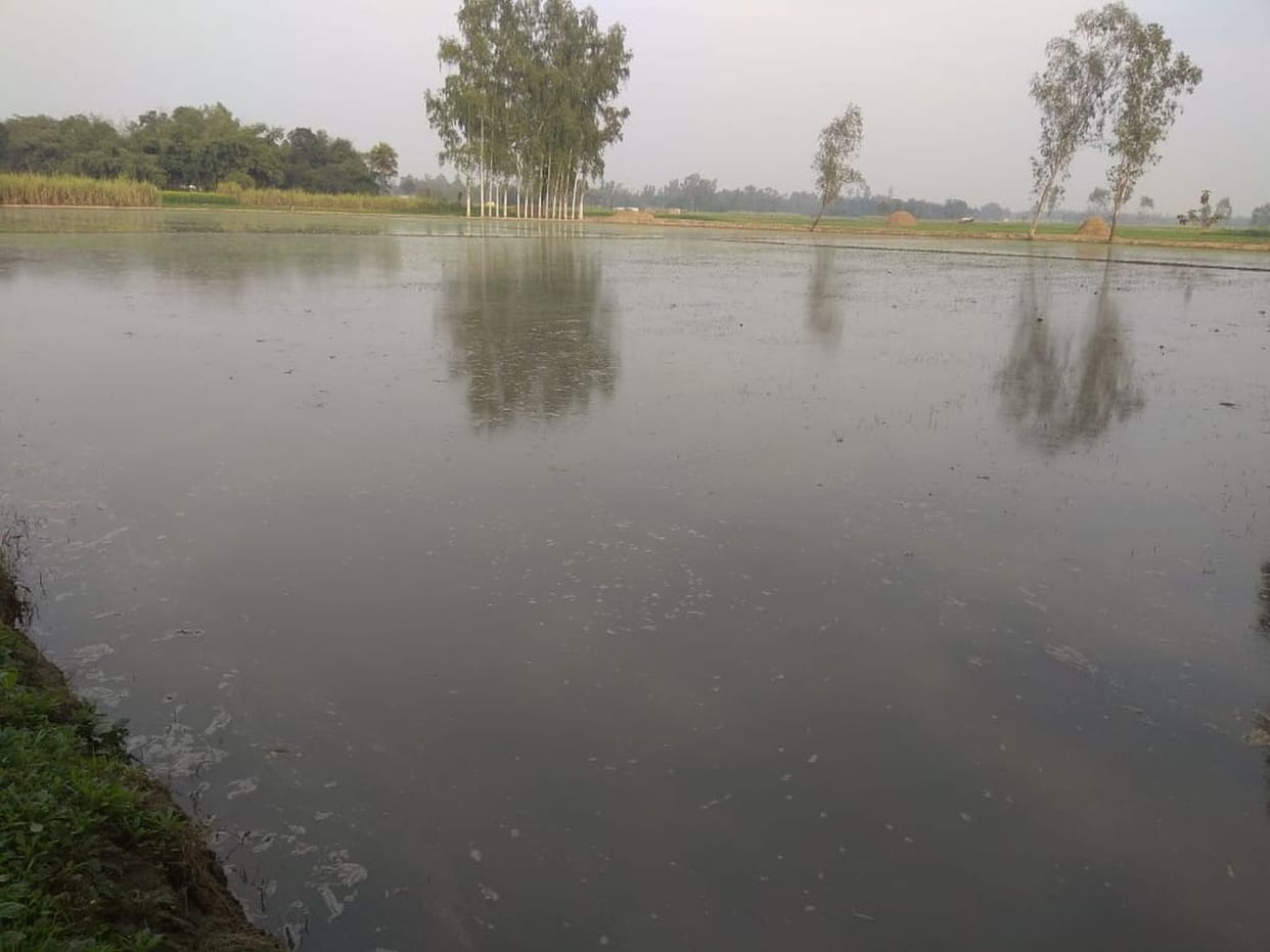30 bigha crop submerged due to minor cutting