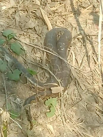 Wild Animals