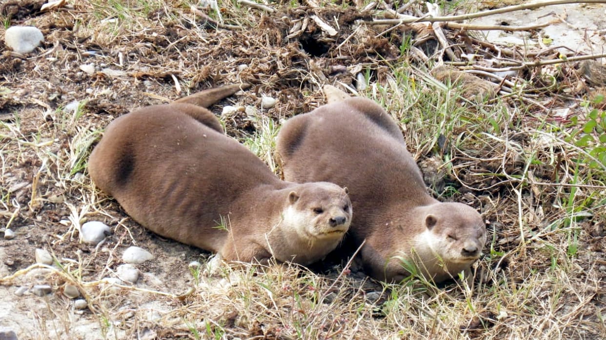 Beaver also found in Hyderpur Wetland