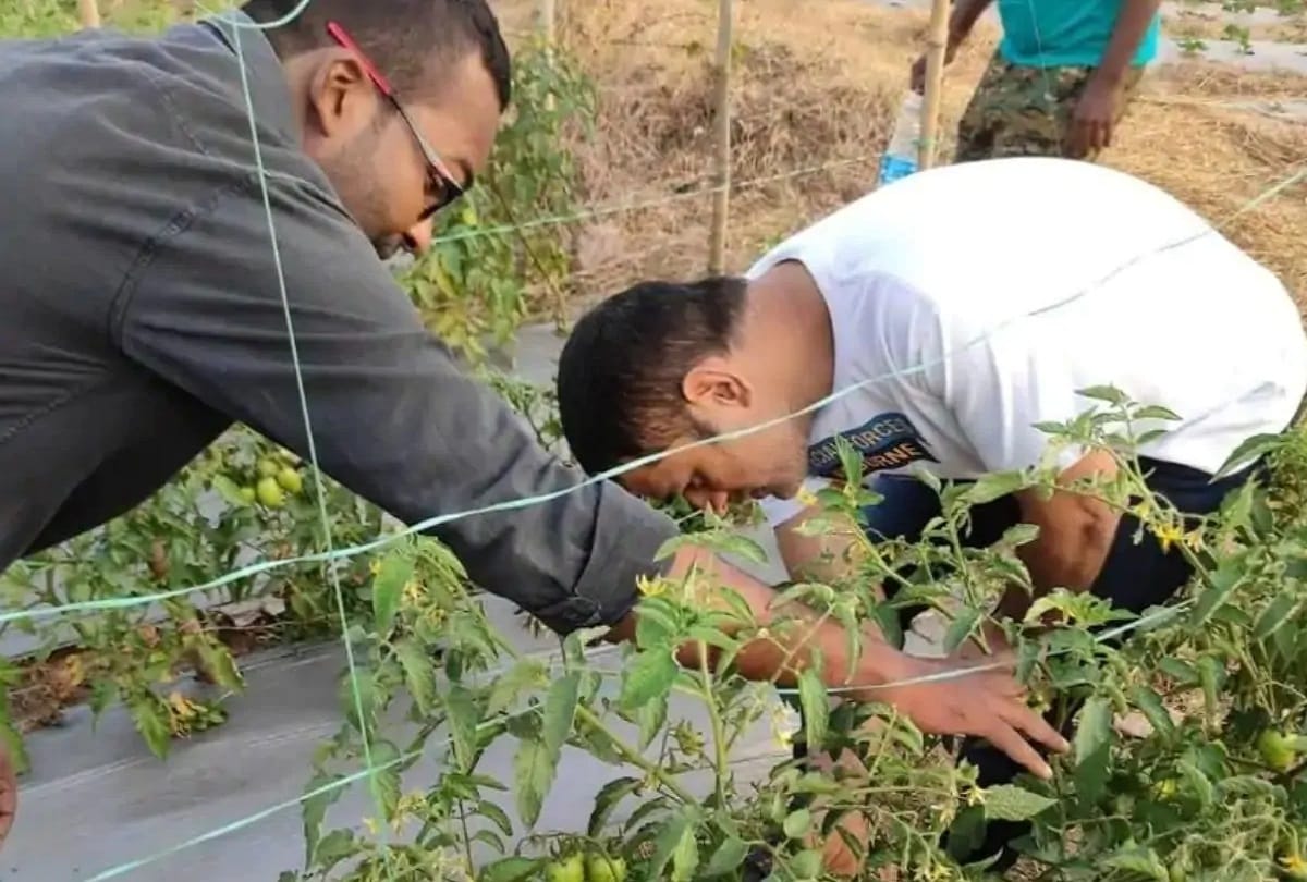 MS Dhoni Farm House Vegetable Sell: MS Dhoni farm vegetables to be sent to Dubai preparations for sending consignments in final stage
