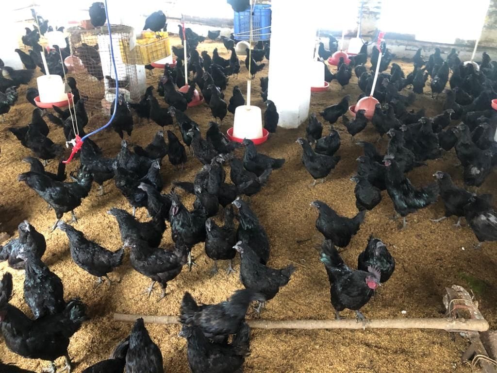 Jind's poultry businessman was agitated by the flu flu in chickens