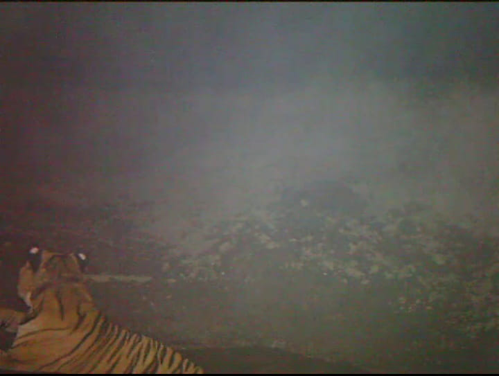 Wild Animals
