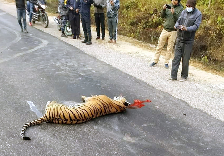 Wild Animals
