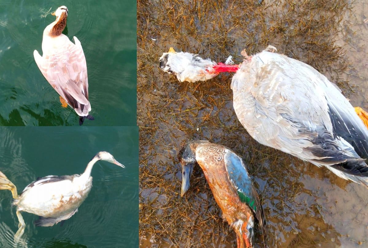 Himachal News: fishing ban due to fear of bird flu in Pong lake