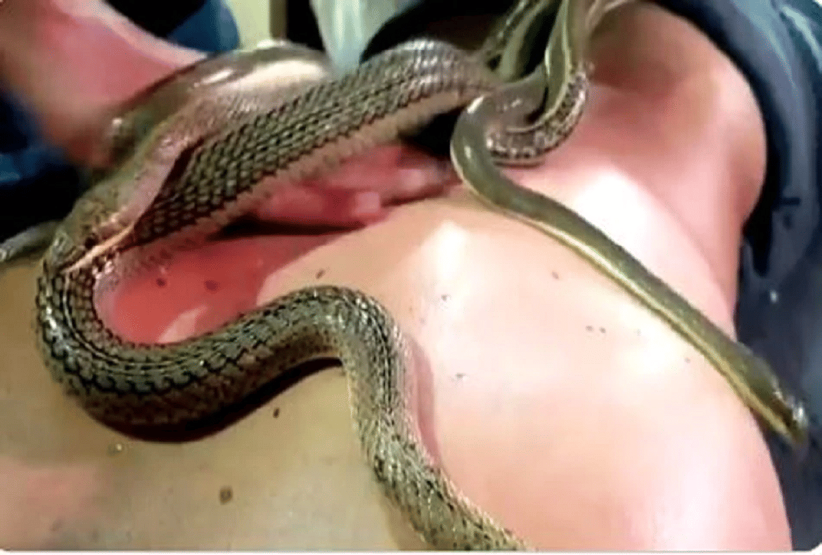 egypt spa offers snake massages for relaxation
