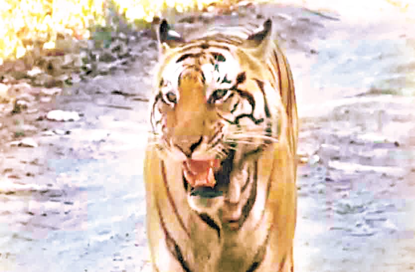 Wild Animals