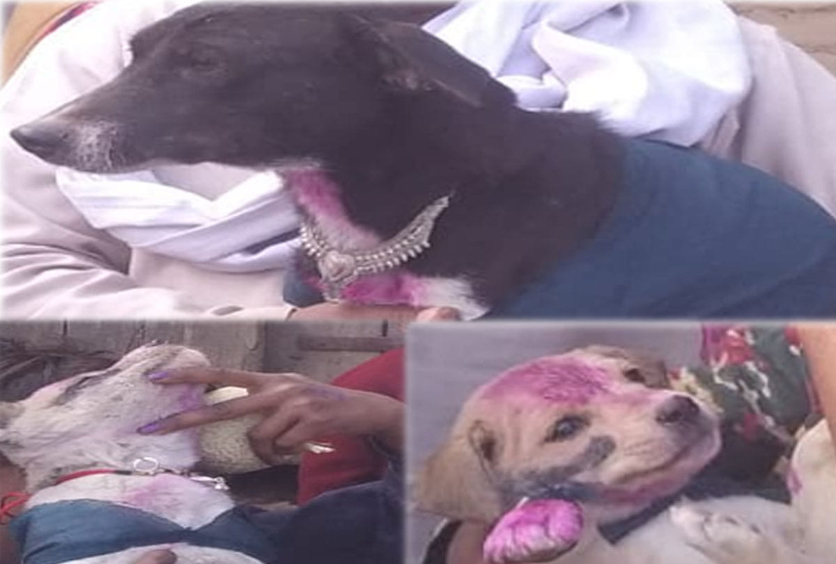 example of Animal love in mahoba up