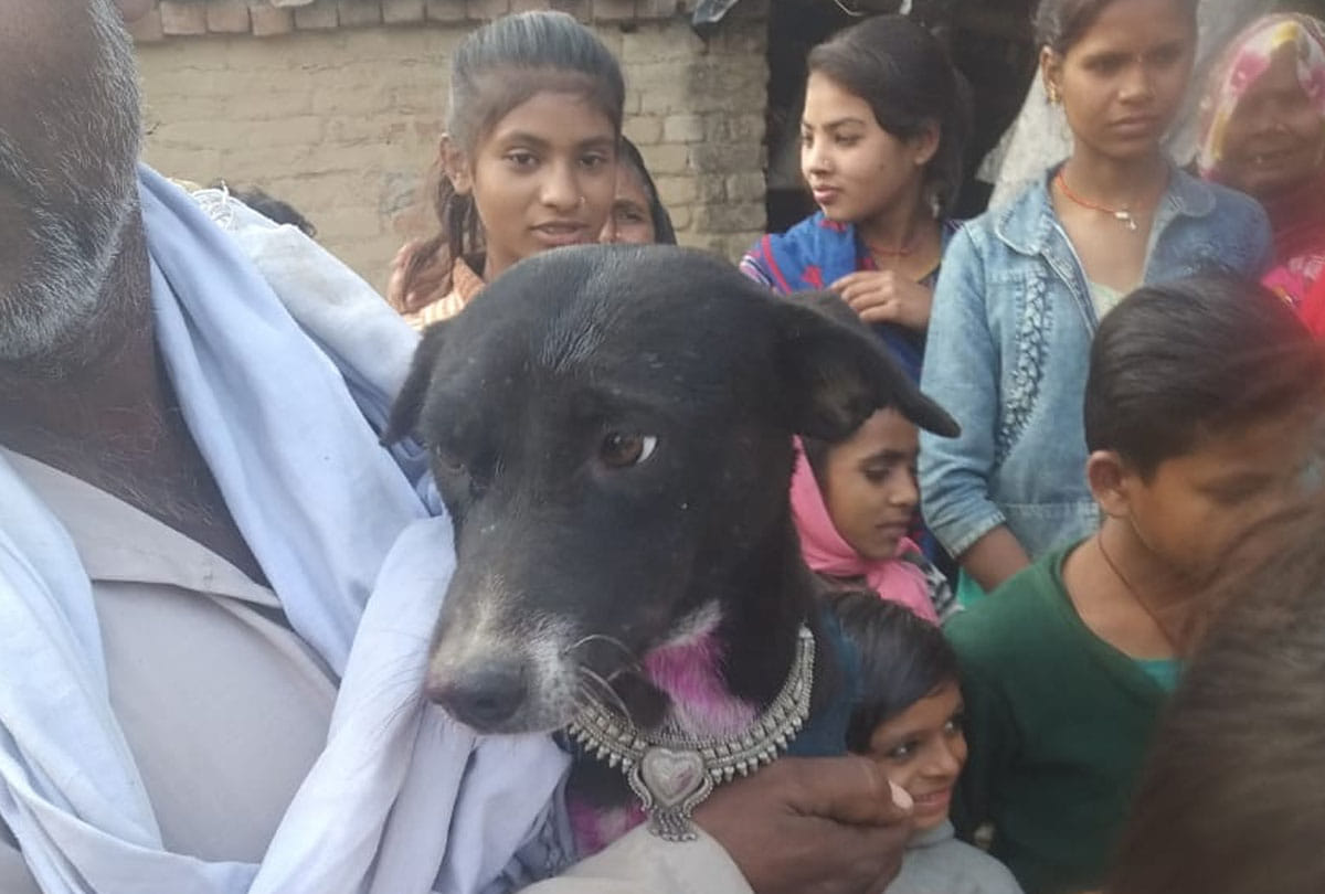 example of Animal love in mahoba up