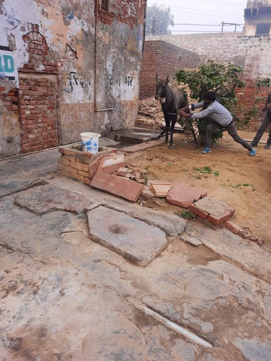 Hathras: After a lot of hard work, holding Nilgai and left it in the forest