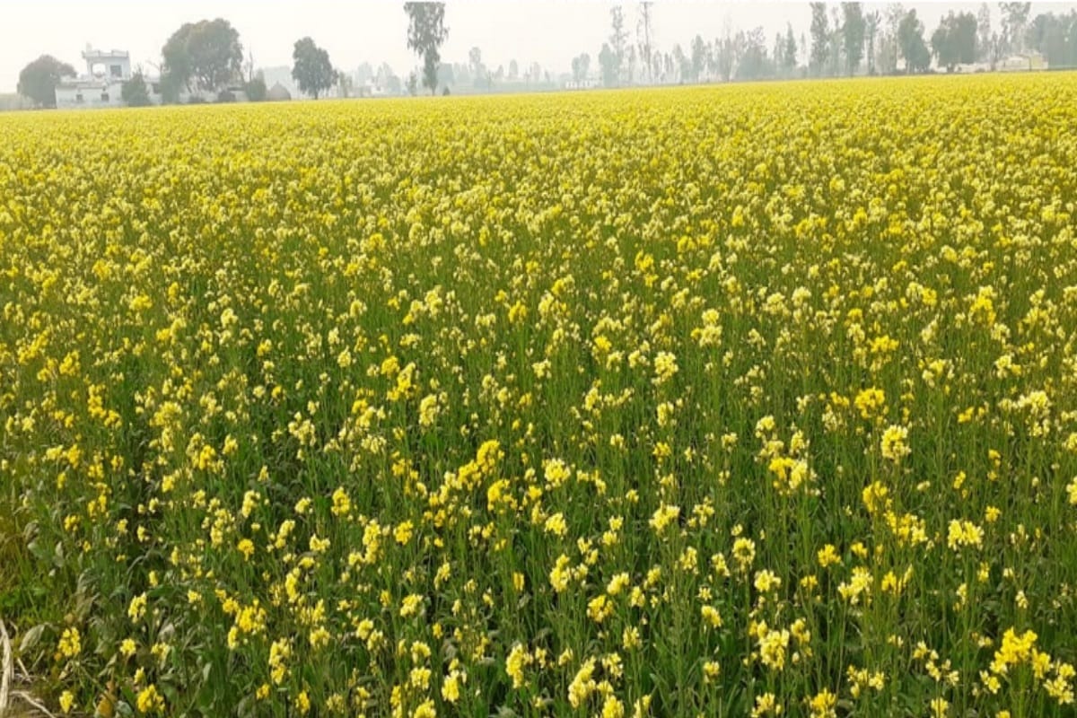 Weather changed due to drizzle, chances of rain and hail in next two days