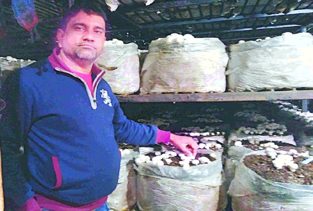 Leaving company manager job man started mushroom cultivation and earning lakhs per month