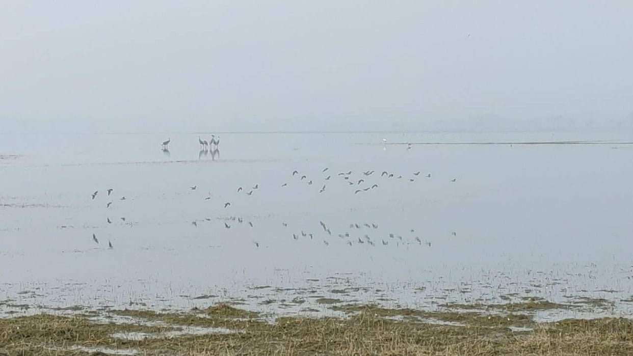 saras birds found govind bandh