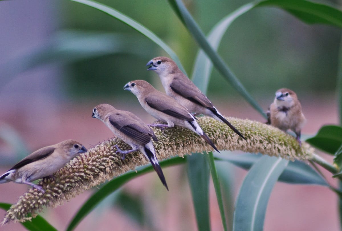 assam mystery of jatinga valley bird suicide point