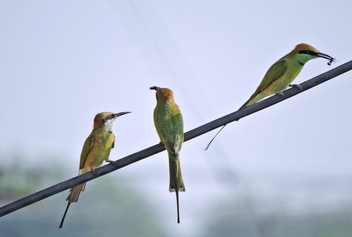 assam mystery of jatinga valley bird suicide point