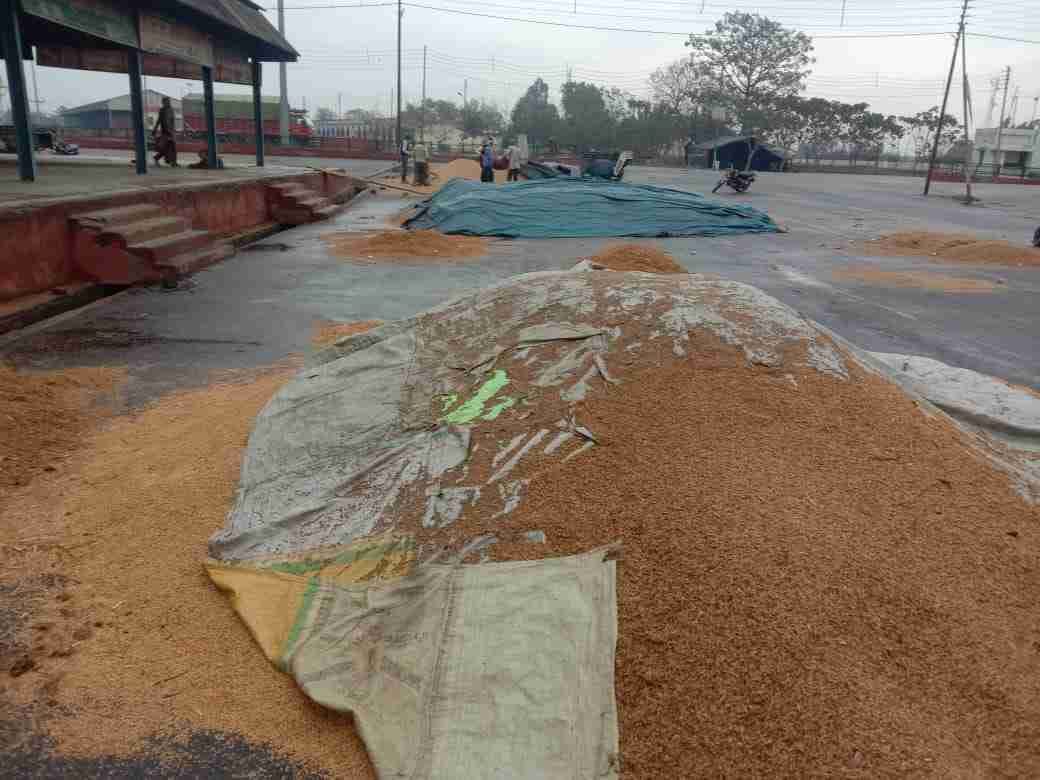 Farmers' paddy soaked in rain