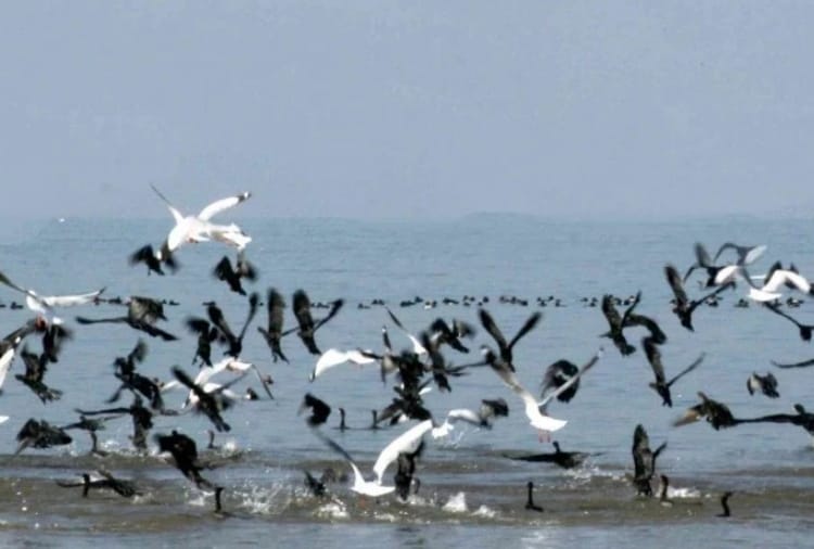 1774 migrant birds have died in Pong Dam 