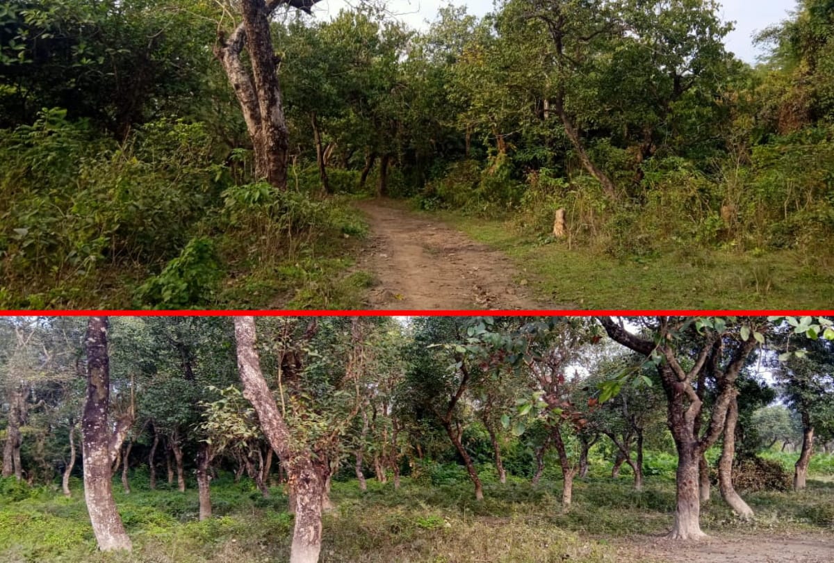 Story of Valmiki Nagar Tiger Reserve maharajganj