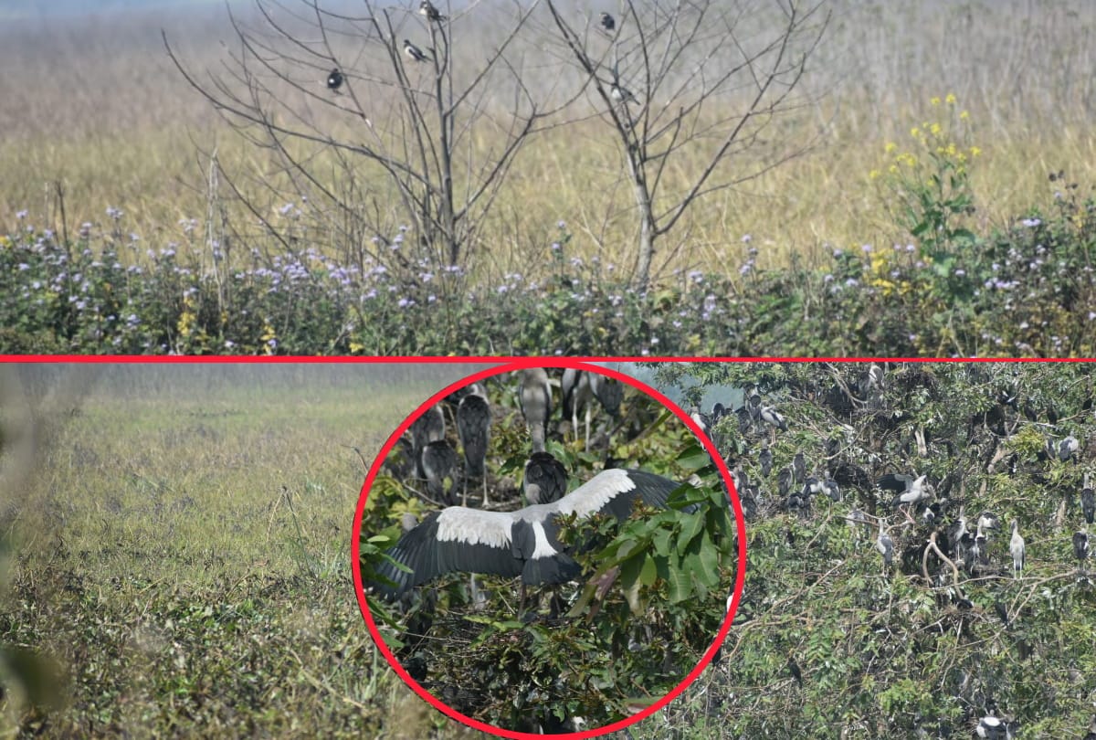 special story of Chando Taal image Foreign birds arrival in winter weather