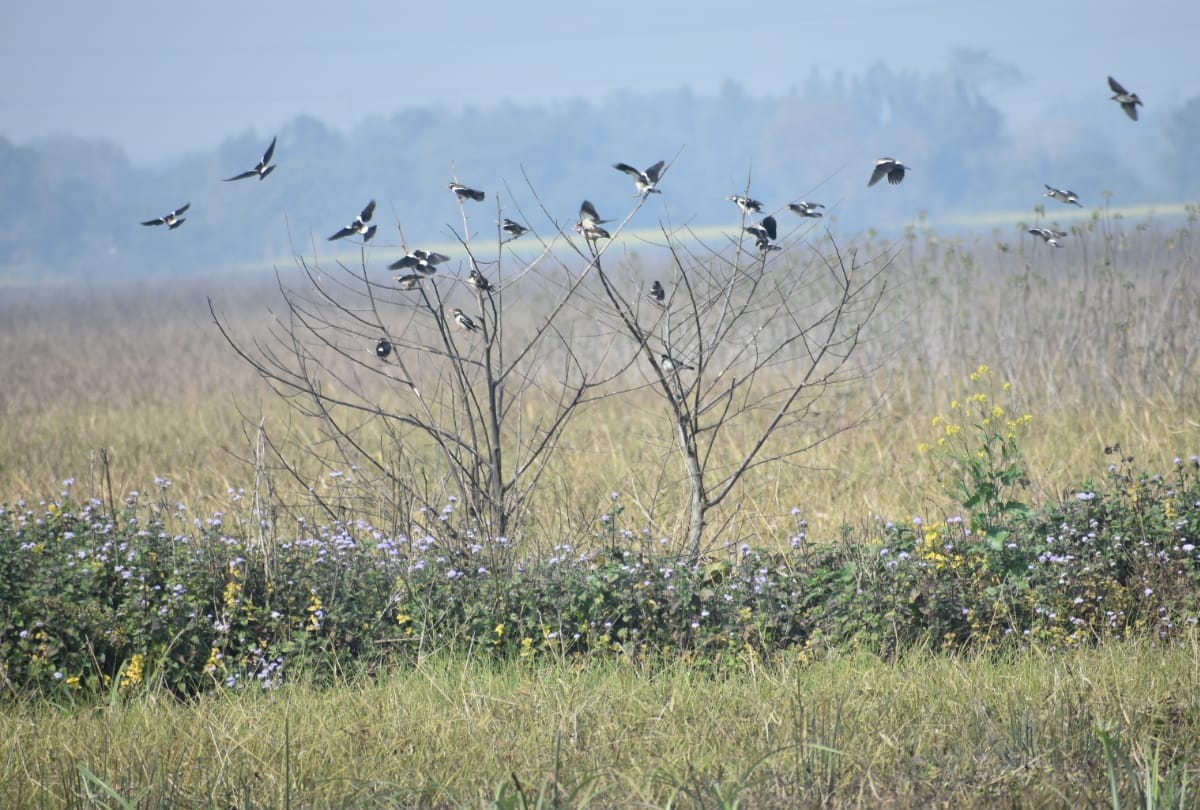 special story of Chando Taal image Foreign birds arrival in winter weather