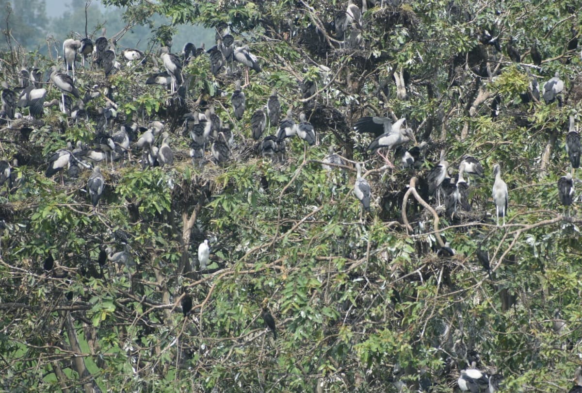 special story of Chando Taal image Foreign birds arrival in winter weather