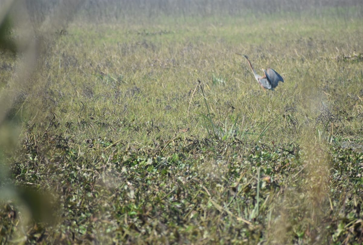 special story of Chando Taal image Foreign birds arrival in winter weather