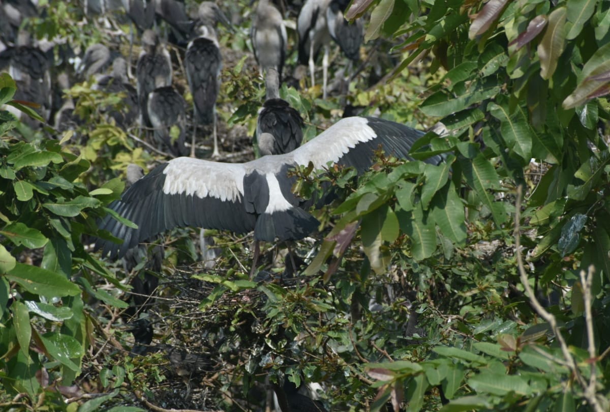 special story of Chando Taal image Foreign birds arrival in winter weather