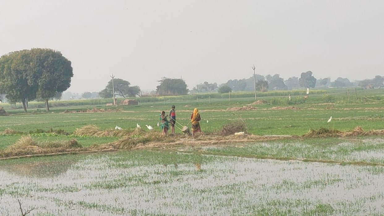 rajbaha overflow, water loggging in crops