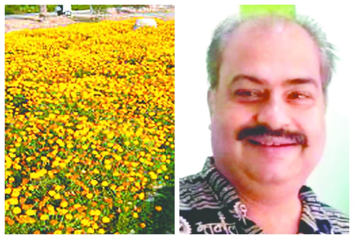 Marigold Flowers Farm Distoyed During Corona Epidemic Change Crop Of Potato
