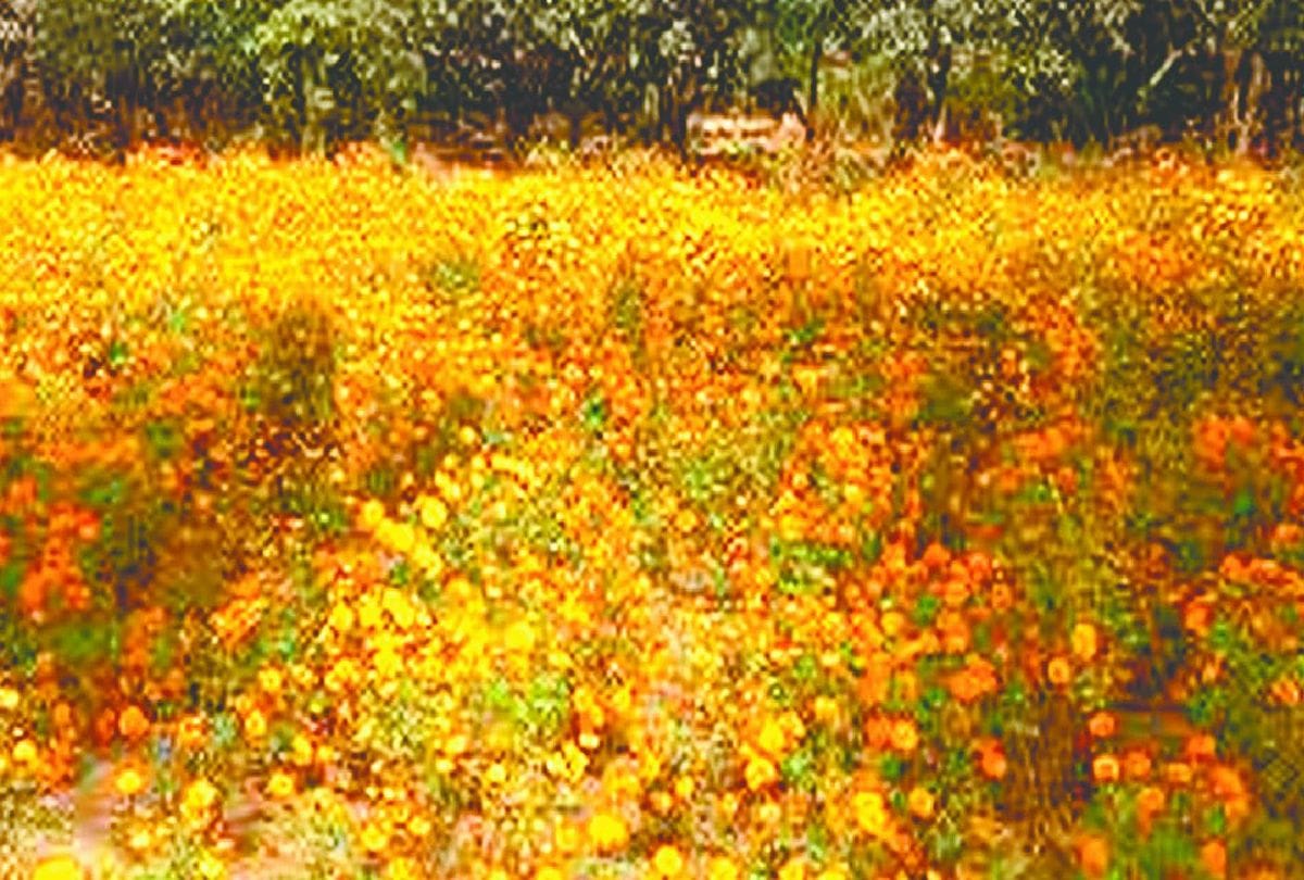 Marigold Flowers Farm Distoyed During Corona Epidemic Change Crop Of Potato
