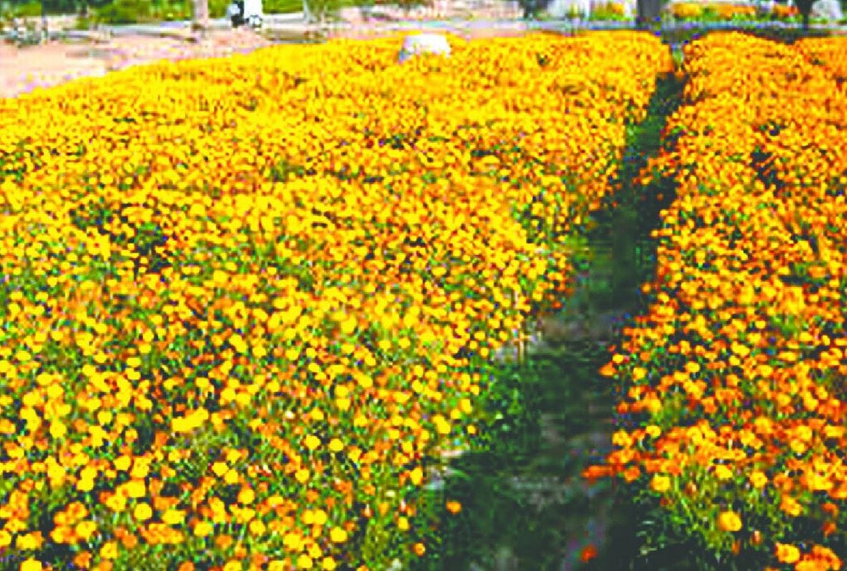 Marigold Flowers Farm Distoyed During Corona Epidemic Change Crop Of Potato